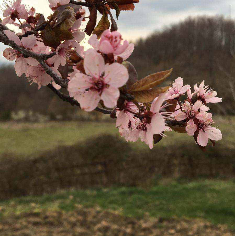 Alojamento de Turismo Rural Casina Della Burraia